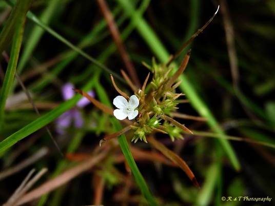{Polypremum procumbens}